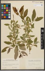 Foto von Salix triandra L.